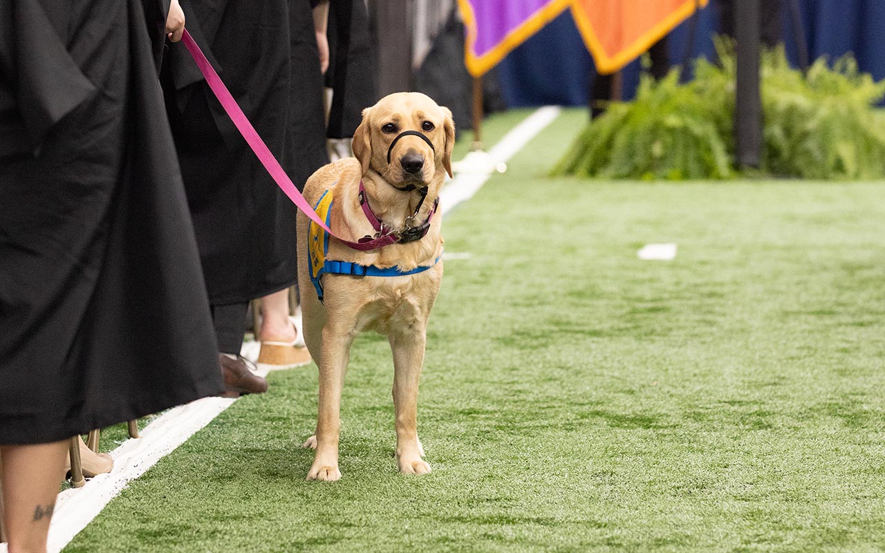 Service dog on the field during Commencement