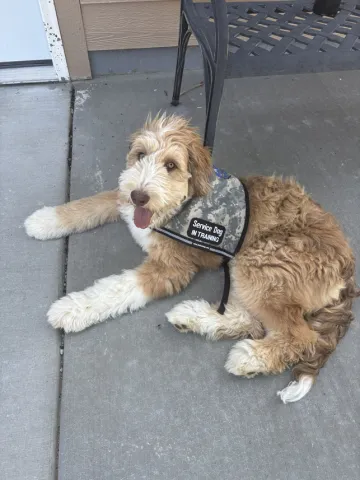 A dog named Fred wearing a service dog in training vest