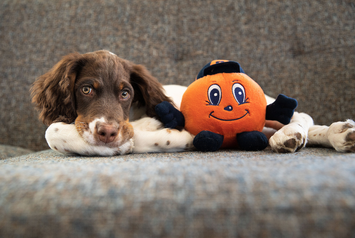 A puppy lays on a sofa with a stuffed Otto Toy