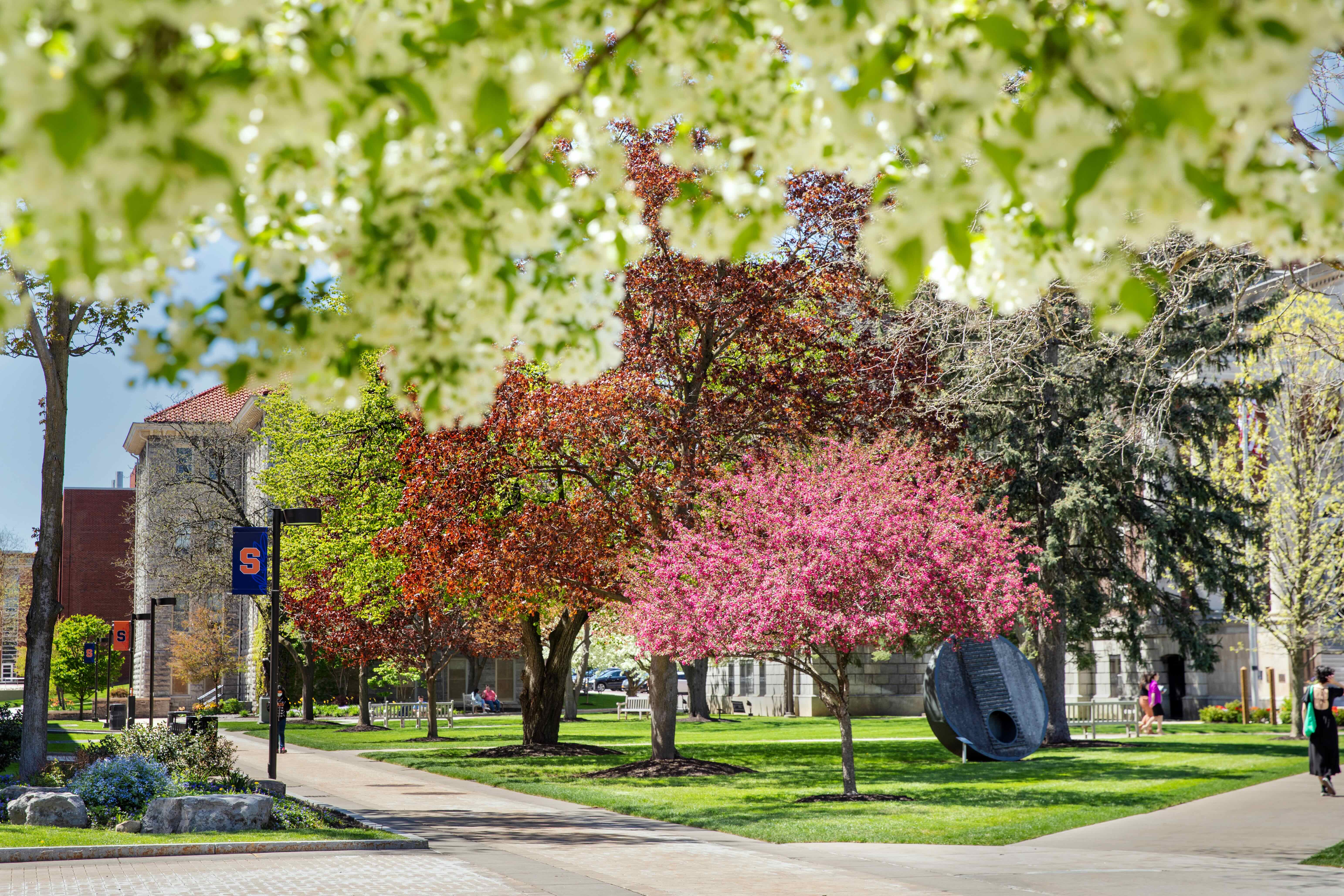 A colorful tree on the quad in early spring. 